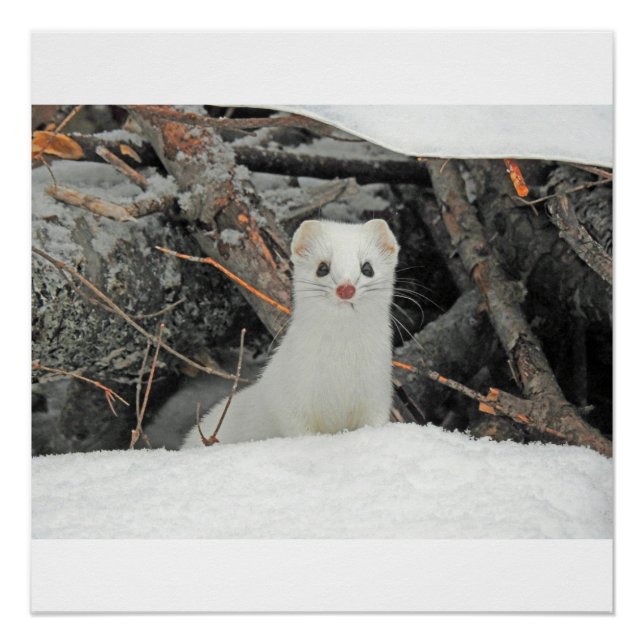 Hermine Blanche Poster (Vorderseite)