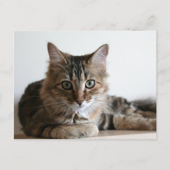 Hermione im Regal Postkarte (Vorderseite)