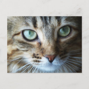 Hermione Up Nah Postkarte