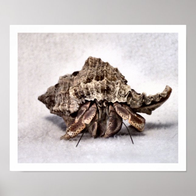 Hermit crab #1 poster (Vorne)