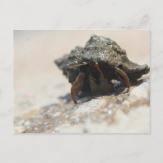 Hermit Crab Foto gedruckt Postkarte