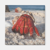 Hermit Crab