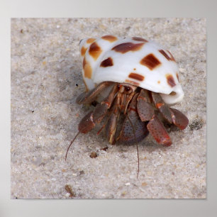 Hermit Crab Poster