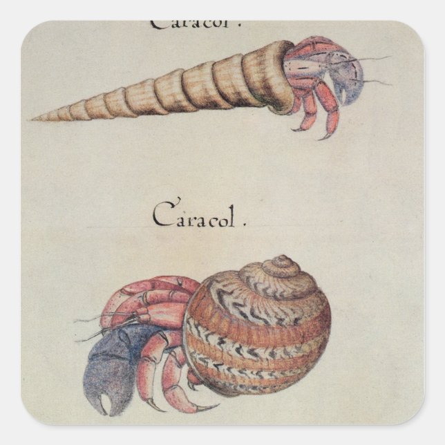 Hermit Crab Quadratischer Aufkleber (Vorderseite)