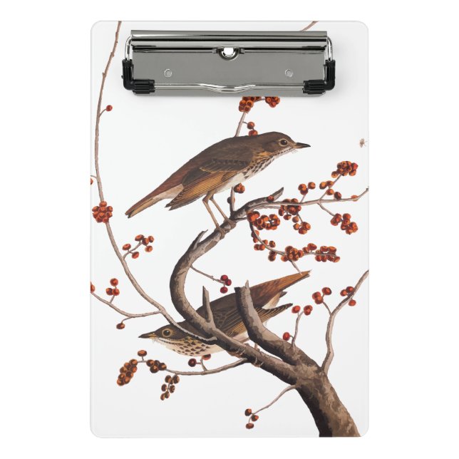 Hermit Thrush Audubon Bird mit Red Berries Mini Klemmbrett (Vorderseite)