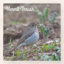 Hermit Thrush Glasuntersetzer
