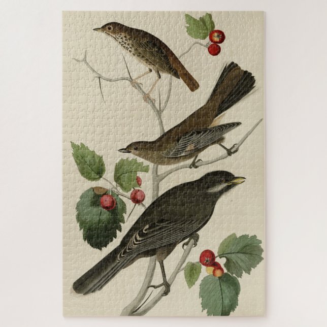 Hermit Thrush, Graue Jay Audubons Vögel von Amerik (Vertikal)