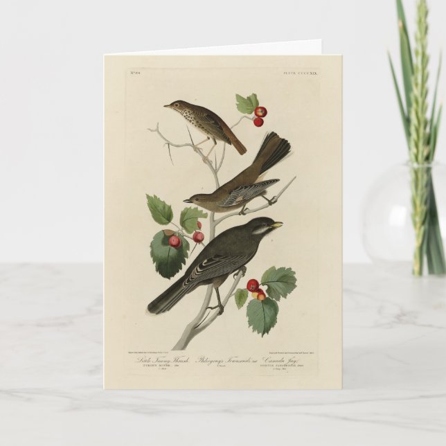 Hermit Thrush, Graue Jay Audubons Vögel von Amerik Karte (Vorderseite)