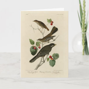 Hermit Thrush, Graue Jay Audubons Vögel von Amerik Karte