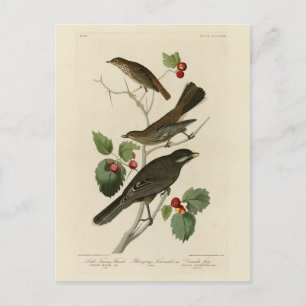 Hermit Thrush, Graue Jay Audubons Vögel von Amerik Postkarte