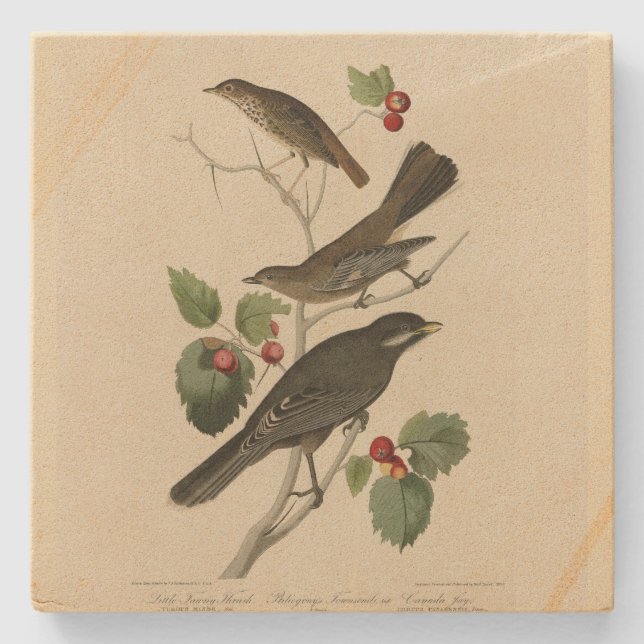 Hermit Thrush, Graue Jay Audubons Vögel von Amerik Steinuntersetzer (Vorderseite)