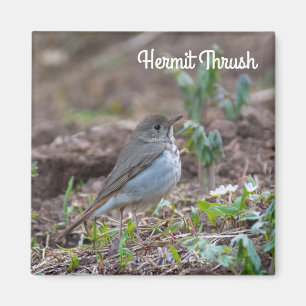 Hermit Thrush Magnet
