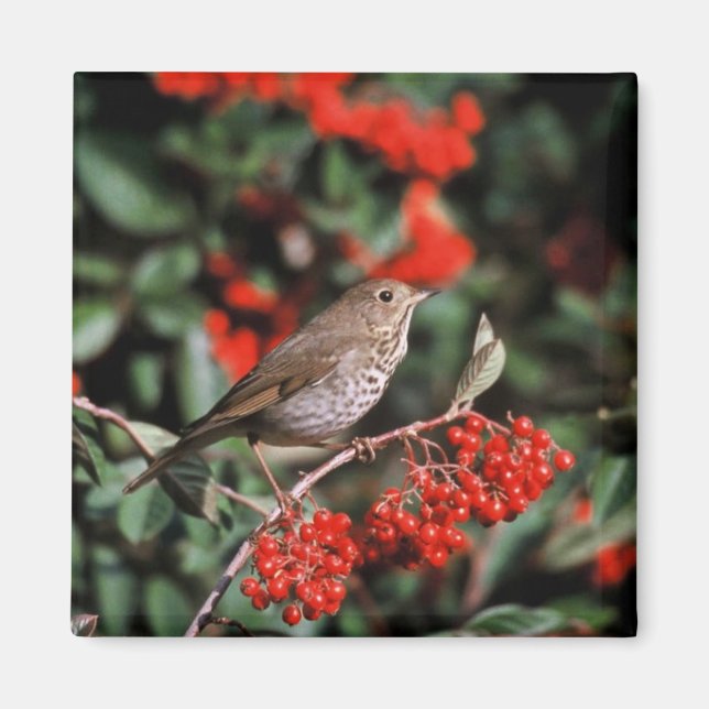 Hermit Thrush Magnet (Vorne)