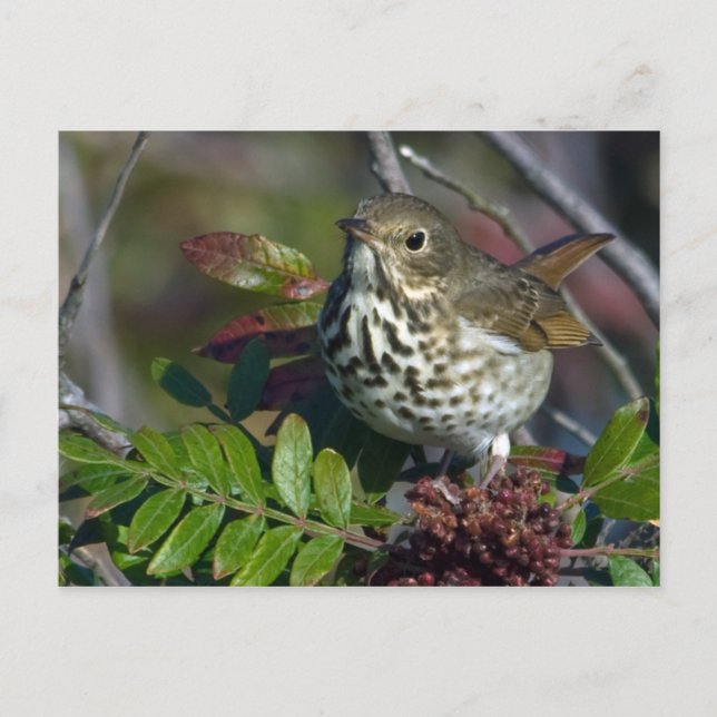 Hermit Thrush Postcard Postkarte (Vorderseite)
