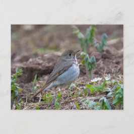 Hermit Thrush Postkarte