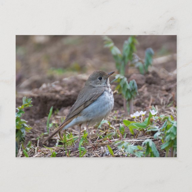 Hermit Thrush Postkarte (Vorderseite)