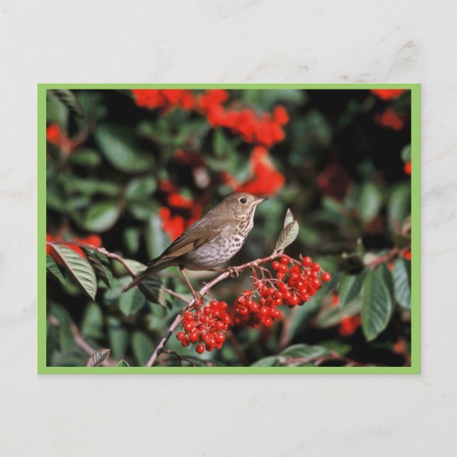 Hermit Thrush Postkarte (Vorderseite)