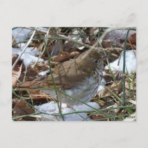 Hermit Thrush Postkarte