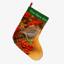 Hermit Thrush Songbird am Scarlet Firethorn