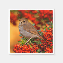 Hermit Thrush Songbird am Scarlet Firethorn Serviette