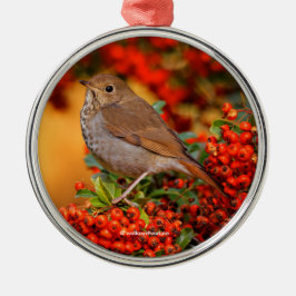 Hermit Thrush Songbird am Scarlet Firethorn Silbernes Ornament