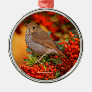 Hermit Thrush Songbird am Scarlet Firethorn Silbernes Ornament
