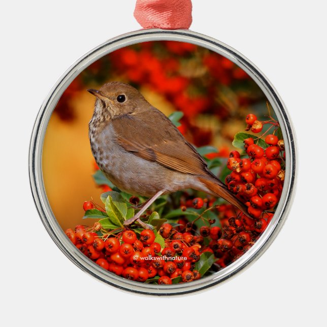 Hermit Thrush Songbird am Scarlet Firethorn Silbernes Ornament (Vorne)