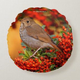 Hermit Thrush Songbird auf Scarlet Firethorn Rundes Kissen