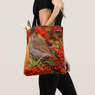Hermit Thrush Songbird auf Scarlet Firethorn Tasche