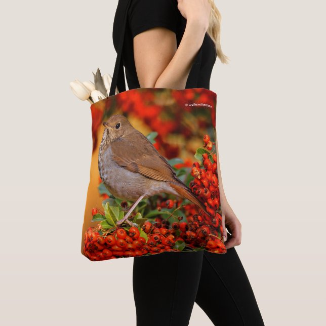 Hermit Thrush Songbird auf Scarlet Firethorn Tasche (Von Nahem)