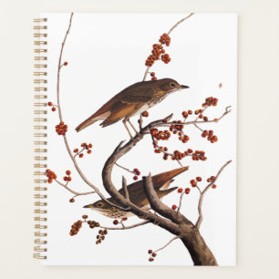 Hermite Grive Audubon Oiseau aux baies rouges