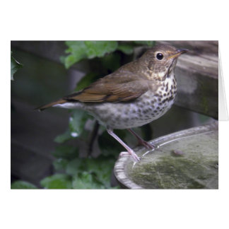 Hermite Thrush