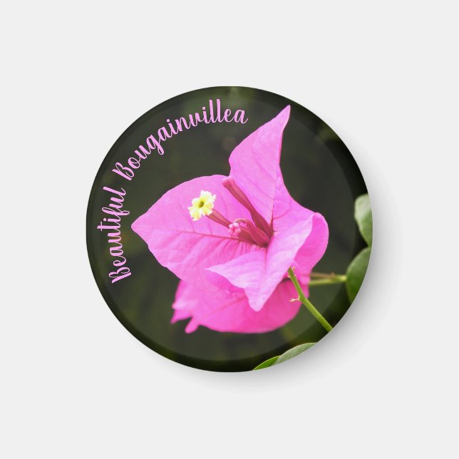 Hermosa Bugambilia Magnet (Vorne)