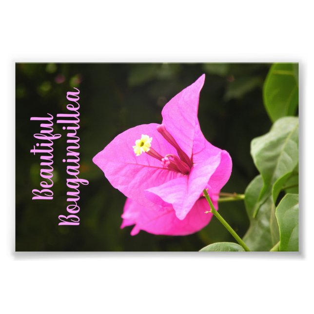 Hermosa Buganbilia Fotodruck (Vorne)