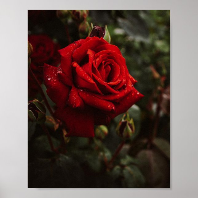 Hermoso Póster de rosas rojas Poster (Vorne)