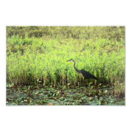 Heron 6449 fotodruck