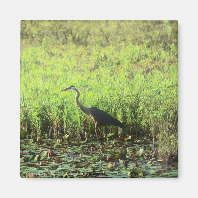 Heron 6449 magnet (Vorne)