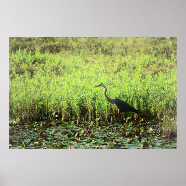 Heron 6449 poster (Vorne)