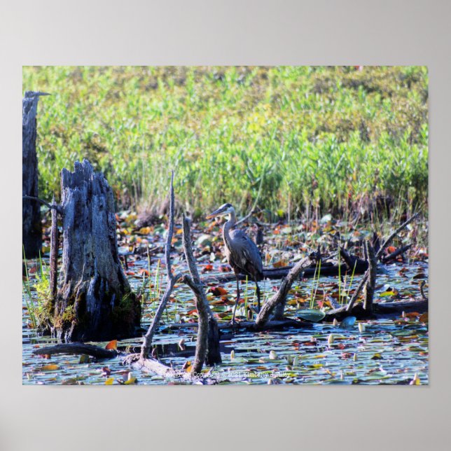 Heron 6467 poster (Vorne)