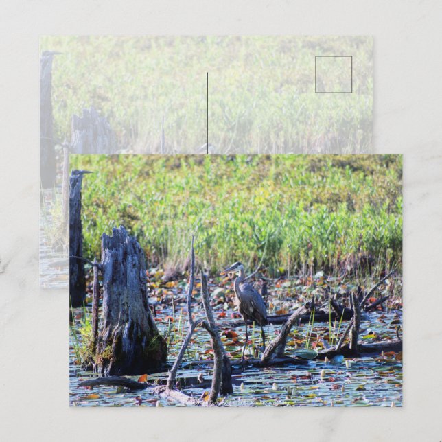 Heron 6467 postkarte (Vorne/Hinten)