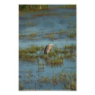 Heron 6937 fotodruck