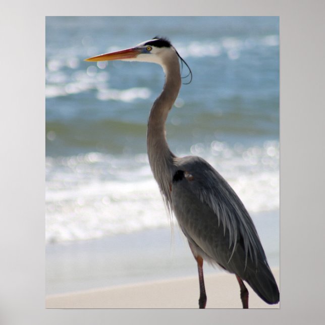 Heron am Strand Farbe 16x20 Poster (Vorne)