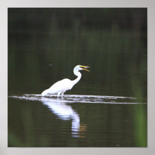 Heron Bird on Water Poster