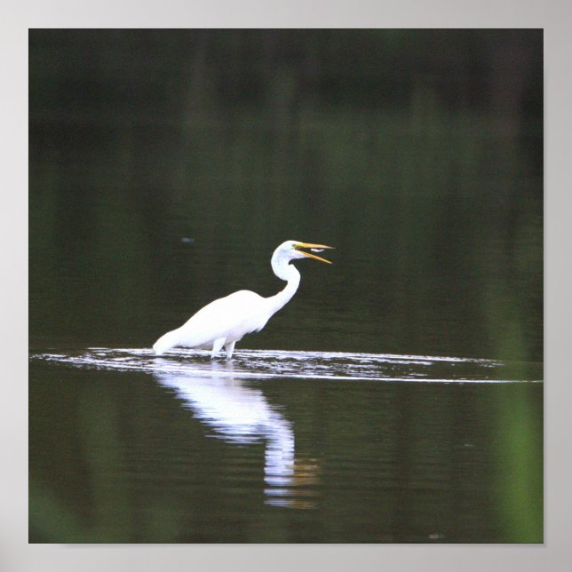 Heron Bird on Water Poster (Vorne)