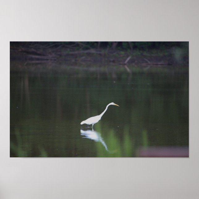 Heron Bird on Water Poster (Vorne)