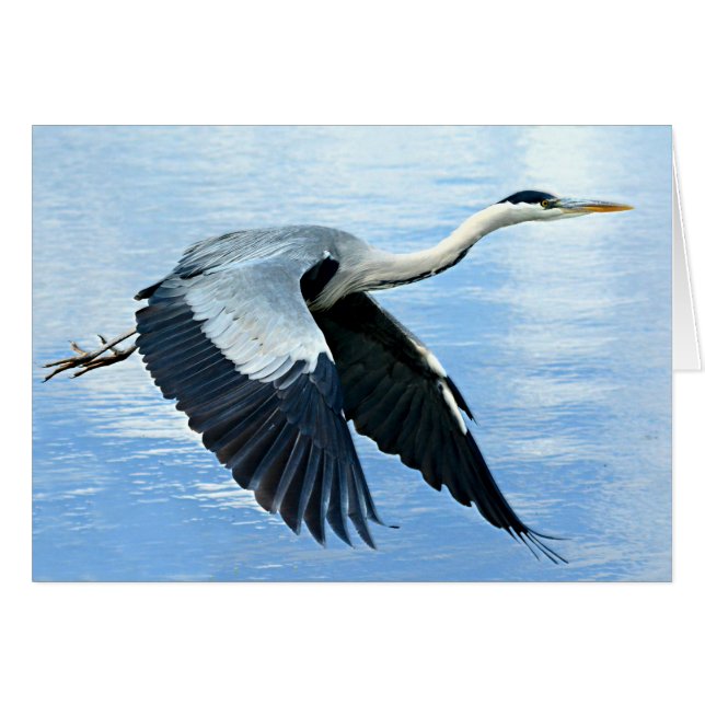Héron bleu en vol au-dessus de l'eau (Devant horizontal)
