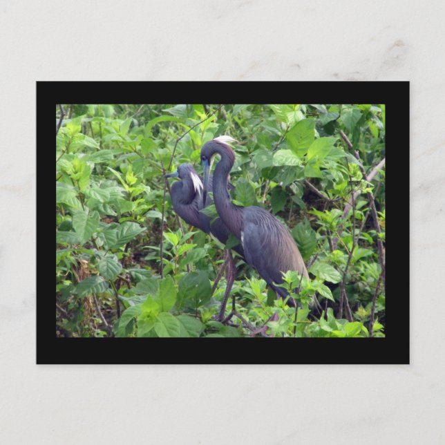 Heron Couple Postcard Postkarte (Vorderseite)