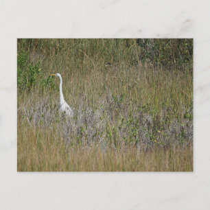 Heron dans l'herbe carte postale
