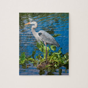 Héron de grand bleu au puzzle d'étang