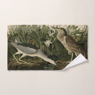 Héron de nuit, Qua Bird, Audubon's Birds of Americ